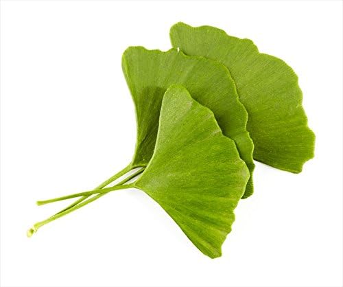 Ginkgo Leaf - Premium Ginkgo Biloba Loose Leaf 100% from Nature (02 oz)
