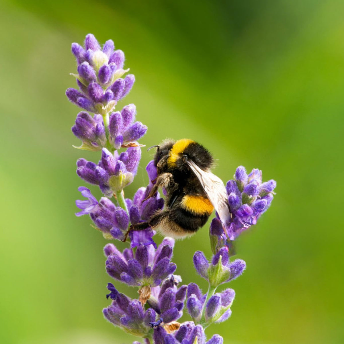 Lavender Aerated Lip Balm tin - Single